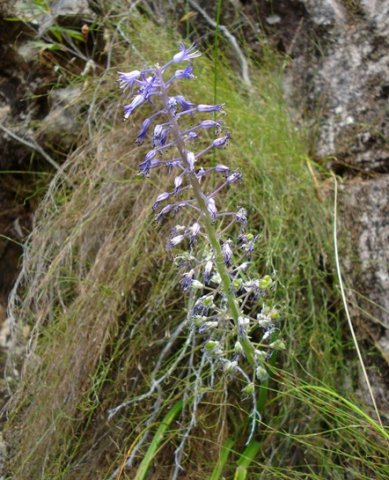 Spetaea lachenaliiflora